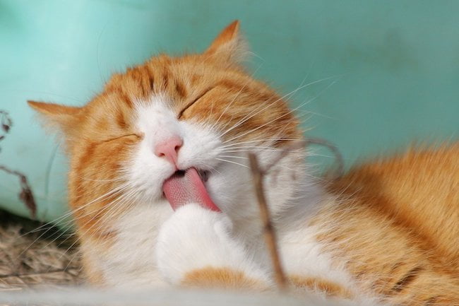 猫が前足を舐めている画像